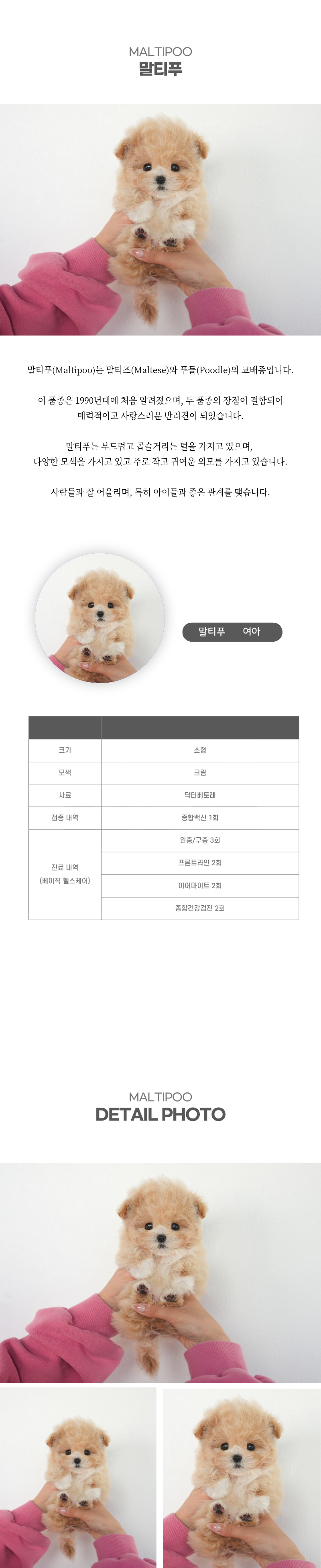 말티푸_상세이미지_2